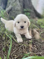 Juniper, a male Golden Retriever and English Cream Golden Retriever for sale in Huntington, AR – 1 of 10