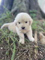 Juniper, a male Golden Retriever and English Cream Golden Retriever for sale in Huntington, AR – 8 of 10