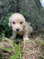 Daisy, a female Golden Retriever and English Cream Golden Retriever for sale in Huntington, AR – 5 of 10
