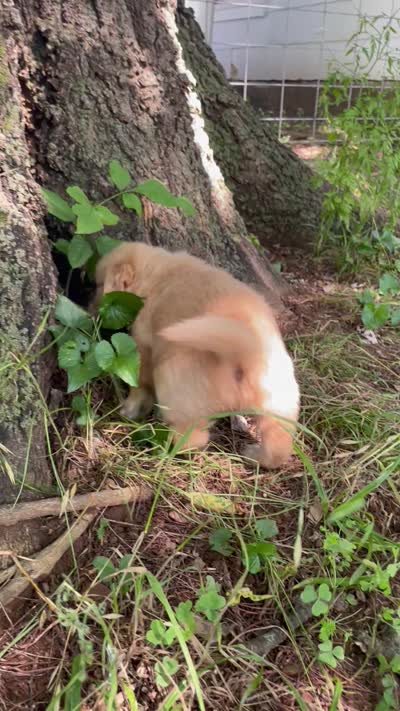 Violet , a female Golden Retriever and English Cream Golden Retriever for sale in Huntington, AR – 10 of 10