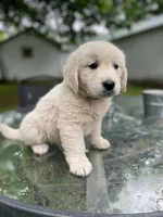 Oakley, a male English Cream Golden Retriever for sale in Huntington, AR – 3 of 10