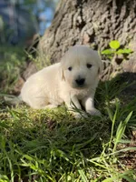 Clover, a female English Cream Golden Retriever for sale in Huntington, AR – Photo 8 of 10
