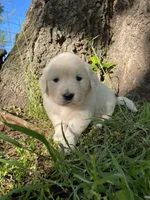 Clover, a female English Cream Golden Retriever for sale in Huntington, AR – Photo 1 of 10