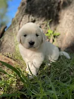 Clover, a female English Cream Golden Retriever for sale in Huntington, AR – Photo 5 of 10