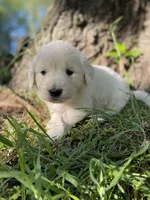Clover, a female English Cream Golden Retriever for sale in Huntington, AR – Photo 6 of 10