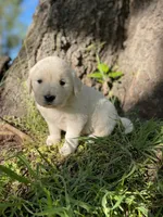 Clover, a female English Cream Golden Retriever for sale in Huntington, AR – Photo 7 of 10