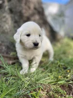Clover, a female English Cream Golden Retriever for sale in Huntington, AR – Photo 4 of 10