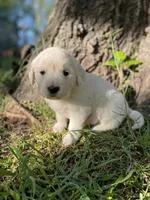 Clover, a female English Cream Golden Retriever for sale in Huntington, AR – Photo 3 of 10