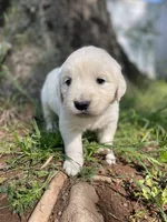 Clover, a female English Cream Golden Retriever for sale in Huntington, AR – Photo 9 of 10