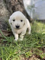Clover, a female English Cream Golden Retriever for sale in Huntington, AR – Photo 2 of 10