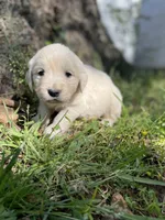 Clover, a female English Cream Golden Retriever for sale in Huntington, AR – Photo 10 of 10