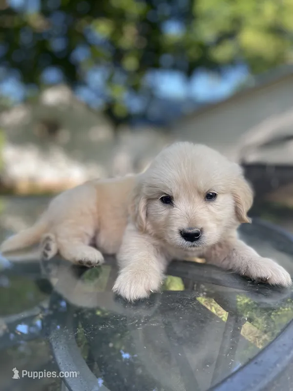 Juniper – Golden Retriever, English Cream Golden Retriever puppy on hold in Huntington, AR
