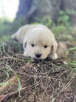 Juniper, a male Golden Retriever and English Cream Golden Retriever for sale in Huntington, AR – 3 of 10