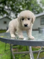 Oakley, a male English Cream Golden Retriever for sale in Huntington, AR – 2 of 10