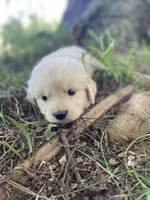 Juniper, a male Golden Retriever and English Cream Golden Retriever for sale in Huntington, AR – 7 of 10