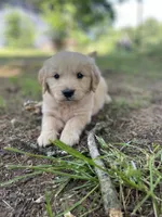 Oakley , a male Golden Retriever and English Cream Golden Retriever for sale in Huntington, AR – 2 of 10