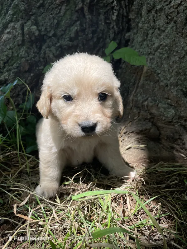 Daisy – Golden Retriever, English Cream Golden Retriever puppy for sale in Huntington, AR