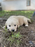 Aspen, a male Golden Retriever and English Cream Golden Retriever for sale in Huntington, AR – 7 of 10