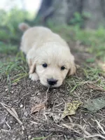 Oakley , a male Golden Retriever and English Cream Golden Retriever for sale in Huntington, AR – 7 of 10