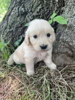 Daisy, a female Golden Retriever and English Cream Golden Retriever for sale in Huntington, AR – 2 of 10