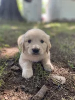 Aspen, a male Golden Retriever and English Cream Golden Retriever for sale in Huntington, AR – 8 of 10