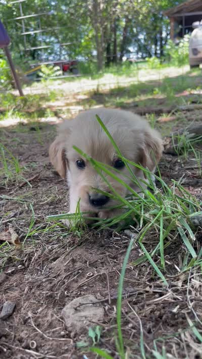 Flame, a male Golden Retriever and English Cream Golden Retriever for sale in Huntington, AR – 10 of 10