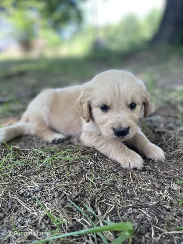 Flame – Golden Retriever, English Cream Golden Retriever puppy for sale in Huntington, AR