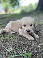 Flame, a male Golden Retriever and English Cream Golden Retriever for sale in Huntington, AR – 1 of 10