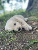 Oakley , a male Golden Retriever and English Cream Golden Retriever for sale in Huntington, AR – 8 of 10