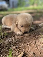 Violet , a female Golden Retriever and English Cream Golden Retriever for sale in Huntington, AR – 4 of 10