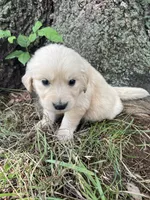 Daisy, a female Golden Retriever and English Cream Golden Retriever for sale in Huntington, AR – 7 of 10