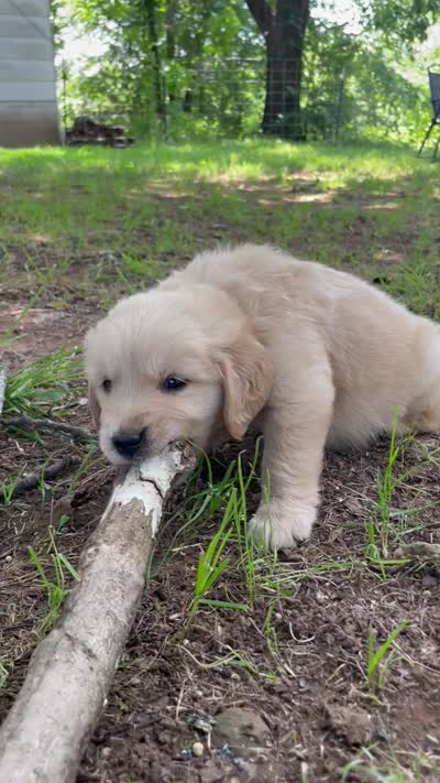 Oakley , a male Golden Retriever and English Cream Golden Retriever for sale in Huntington, AR – 10 of 10