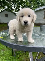 Oakley, a male English Cream Golden Retriever for sale in Huntington, AR – 8 of 10