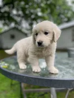 Oakley, a male English Cream Golden Retriever for sale in Huntington, AR – 6 of 10
