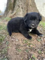 Iris, a female Golden Retriever and Labrador Retriever for sale in Huntington, AR – Photo 6 of 10