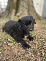Iris, a female Golden Retriever and Labrador Retriever for sale in Huntington, AR – Photo 2 of 10