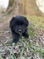 Iris, a female Golden Retriever and Labrador Retriever for sale in Huntington, AR – Photo 3 of 10