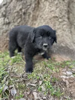 Iris, a female Golden Retriever and Labrador Retriever for sale in Huntington, AR – Photo 9 of 10