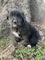 Iris, a female Golden Retriever and Labrador Retriever for sale in Huntington, AR – Photo 10 of 10