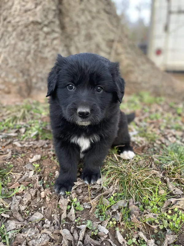 Iris, a female Golden Retriever and Labrador Retriever for sale in Huntington, AR – Photo 1 of 10