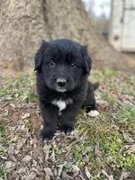 Iris, a female Golden Retriever and Labrador Retriever for sale in Huntington, AR – Photo 1 of 10