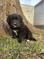 Iris, a female Golden Retriever and Labrador Retriever for sale in Huntington, AR – Photo 4 of 10
