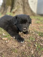 Iris, a female Golden Retriever and Labrador Retriever for sale in Huntington, AR – Photo 7 of 10