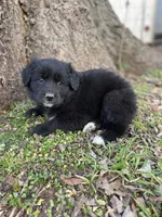 Iris, a female Golden Retriever and Labrador Retriever for sale in Huntington, AR – Photo 8 of 10