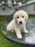 Oakley, a male English Cream Golden Retriever for sale in Huntington, AR – 4 of 10