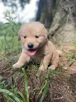Violet , a female Golden Retriever and English Cream Golden Retriever for sale in Huntington, AR – 9 of 10