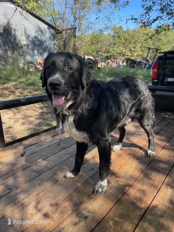 Shadow , a male Golden Retriever and Labrador Retriever for sale in Huntington, AR – 1 of 8
