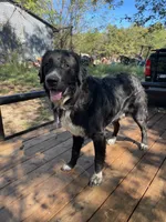 Shadow , a male Golden Retriever and Labrador Retriever for sale in Huntington, AR – 1 of 8