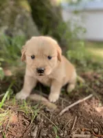 Violet , a female Golden Retriever and English Cream Golden Retriever for sale in Huntington, AR – 2 of 10