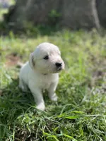 Rose, a female English Cream Golden Retriever for sale in Huntington, AR – Photo 6 of 10